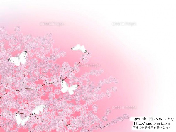満開の桜とモンシロチョウ